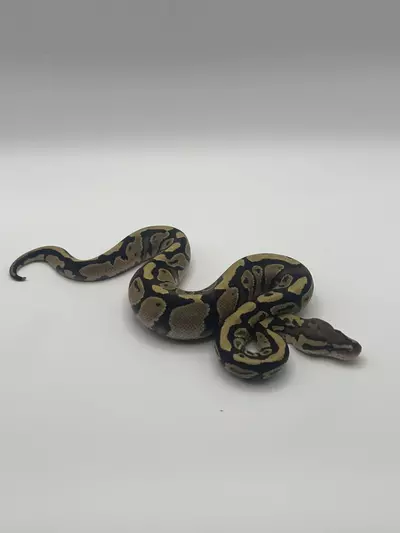 plant/Fire or vanilla het clown male-0-thumbnail