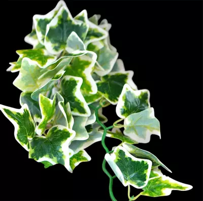 free_shipping/Variegated artificial vine for reptile enclosures-2-thumbnail