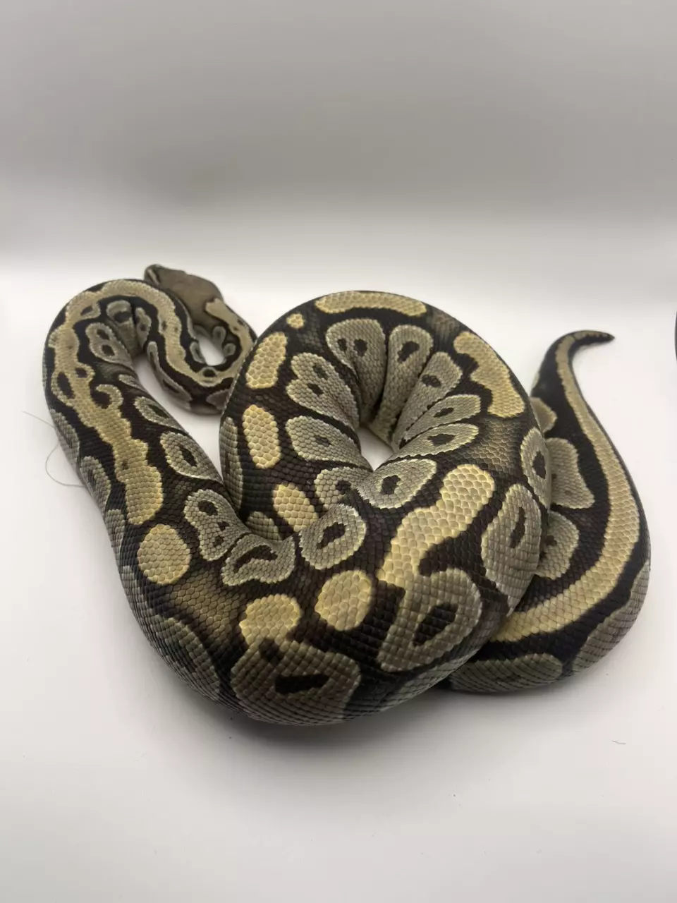 plant/Adult proven breeder hypo female-0