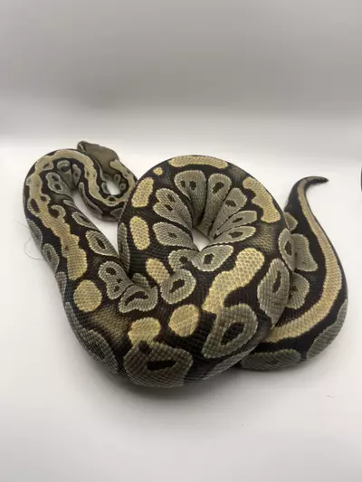 plant/Adult proven breeder hypo female-0-thumbnail