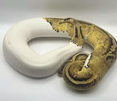 plant/Adult pastel pied female.-0-thumbnail