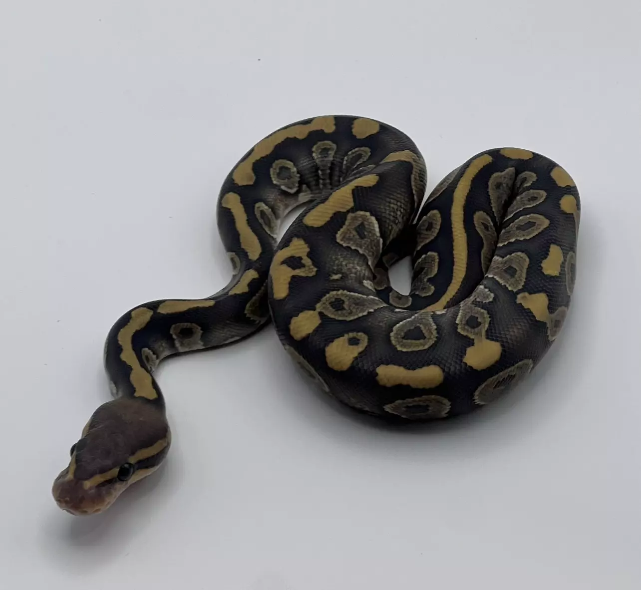 plant/Chocolate hypo male-0