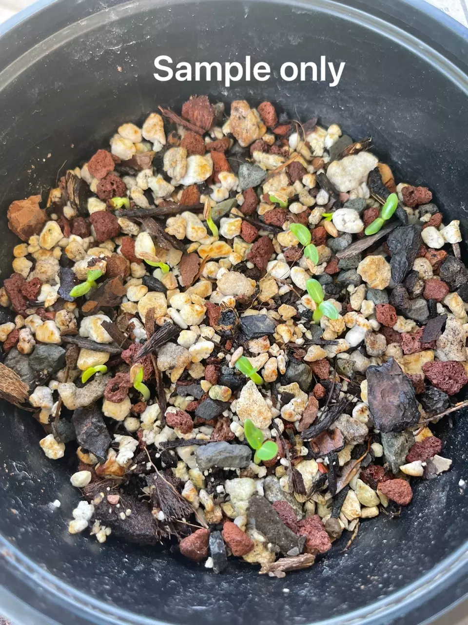 plant/Pachypodium rosulatum Seed x10-1