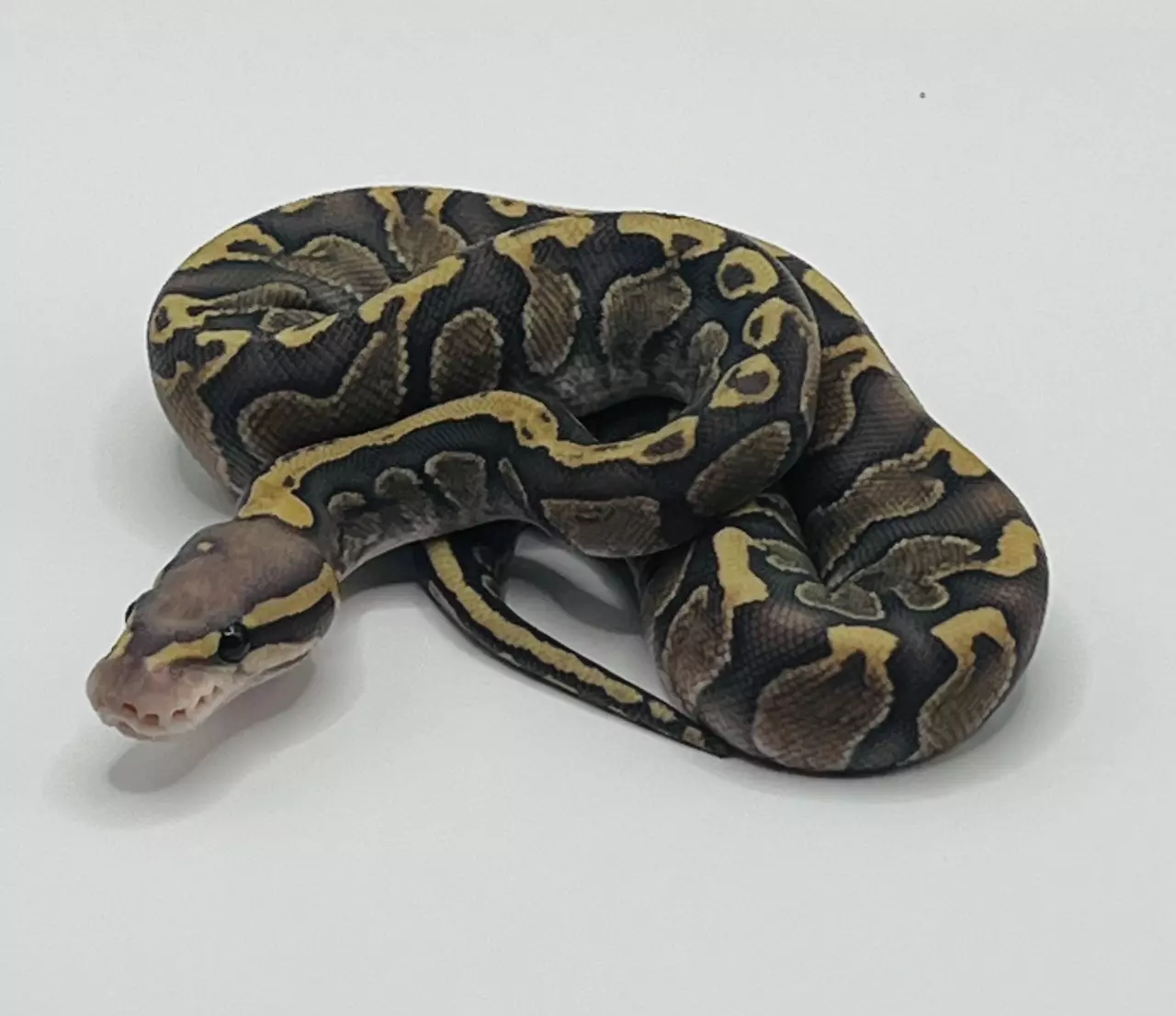 plant/Ghi hypo female-0