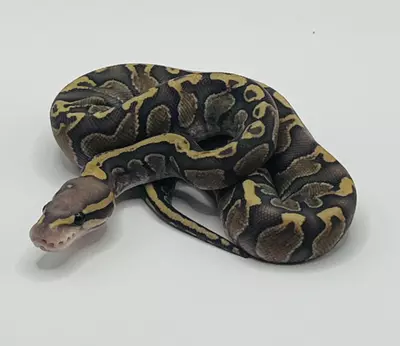 plant/Ghi hypo female-0-thumbnail