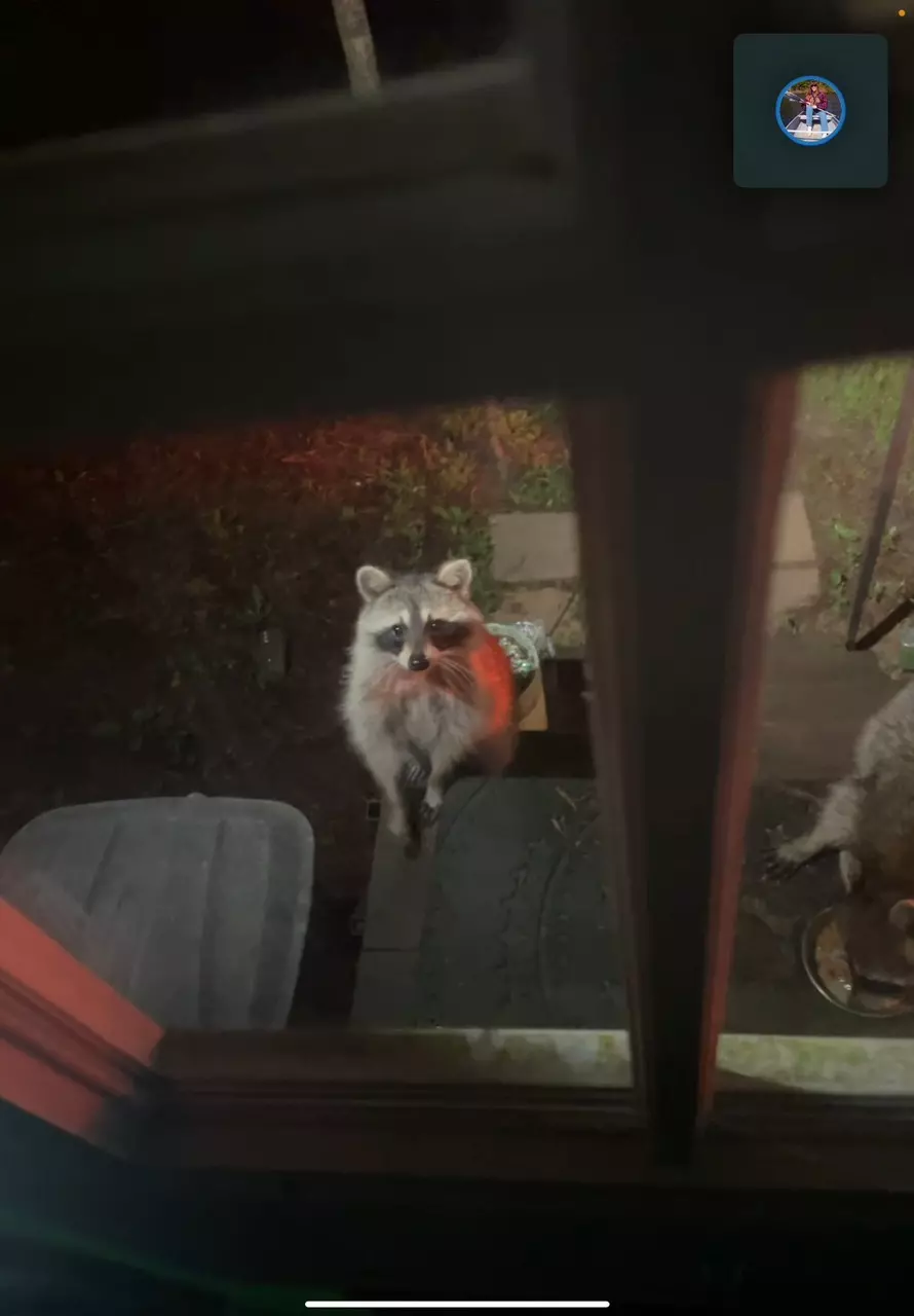 plant/2 DAY SHIPPING $$$$ (ESTIMATE!!!!)-0