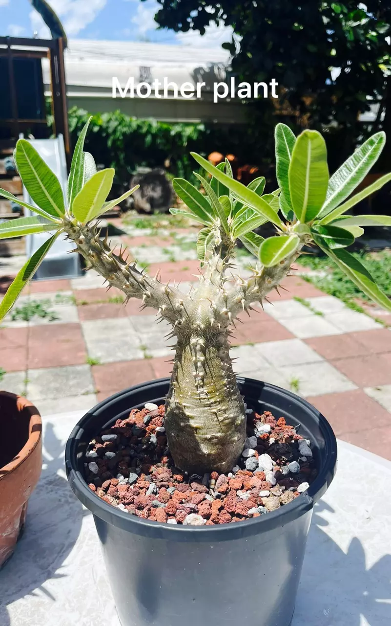 plant/Pachypodium rosulatum Seed x10-2