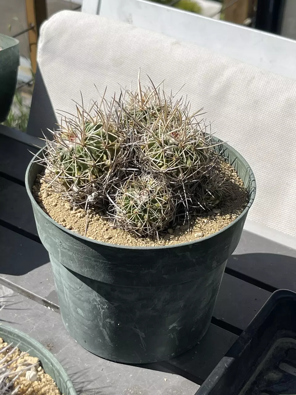plant/Stenocactus (echinofossulocactus) sp. cluster-0
