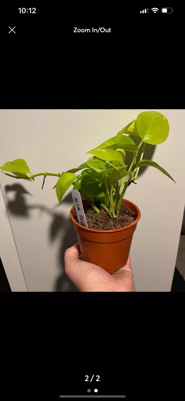 plant/Neon Pothos aka Epipremnum aureum Plant-1