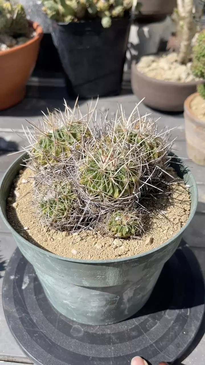 plant/Stenocactus (echinofossulocactus) sp. cluster-1