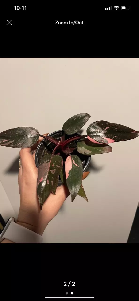 plant/Philodendron pink princess marble galaxy grower’s choice-1