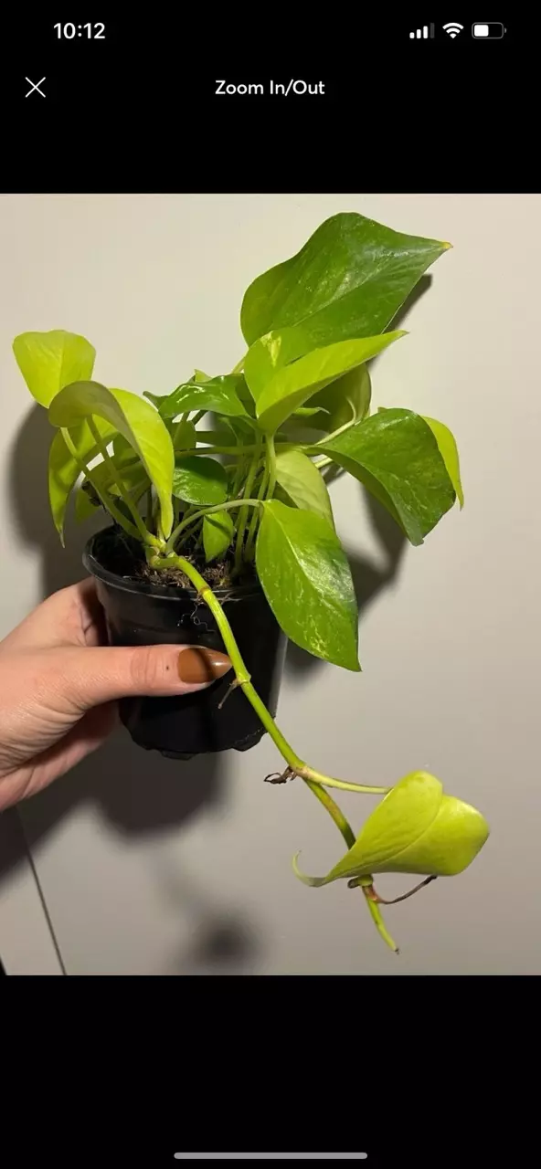 plant/Neon Pothos aka Epipremnum aureum Plant-0