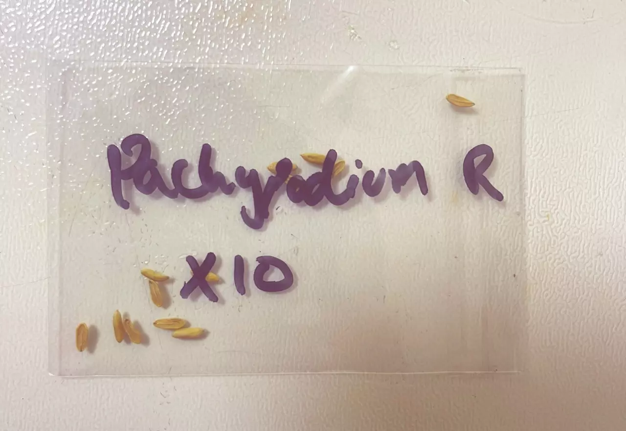 plant/Pachypodium rosulatum Seed x10-0