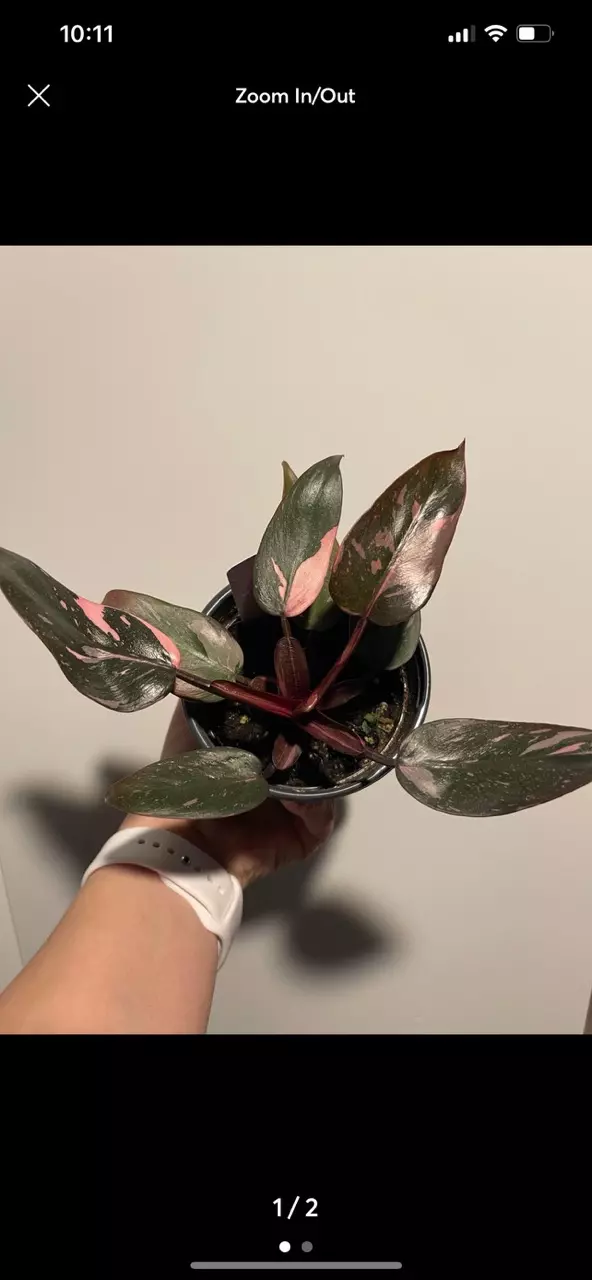 plant/Philodendron pink princess marble galaxy grower’s choice-0