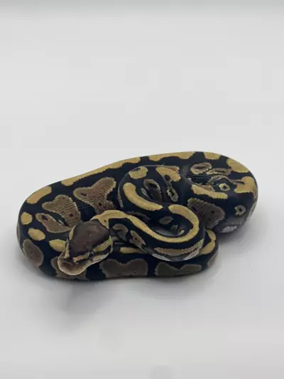 plant/Vanilla or fire het clown male-0-thumbnail