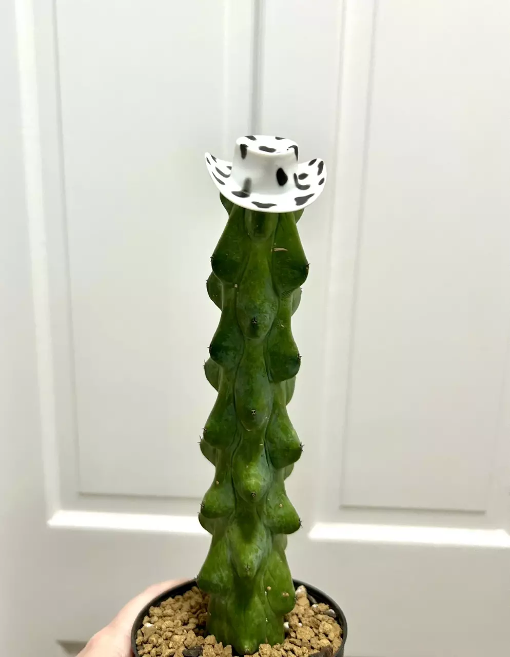 plant/Spotted cowgirl hat (cactus not included)-0