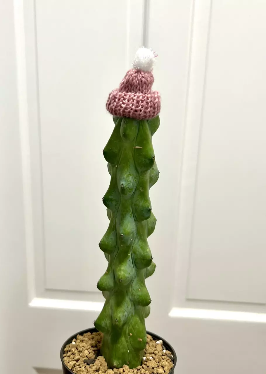 plant/Random color beanie (cactus not included)-0