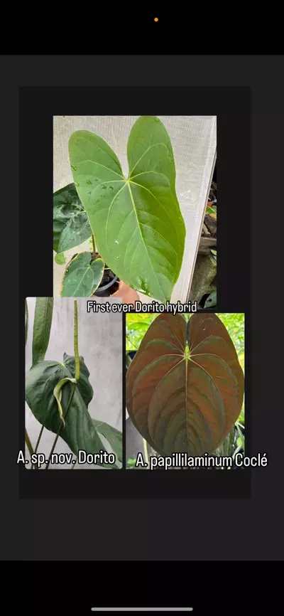 plant/New species hybrid: A. sp. nov. aff. ochranthum x A. papillilaminum Coclé morph-0-thumbnail