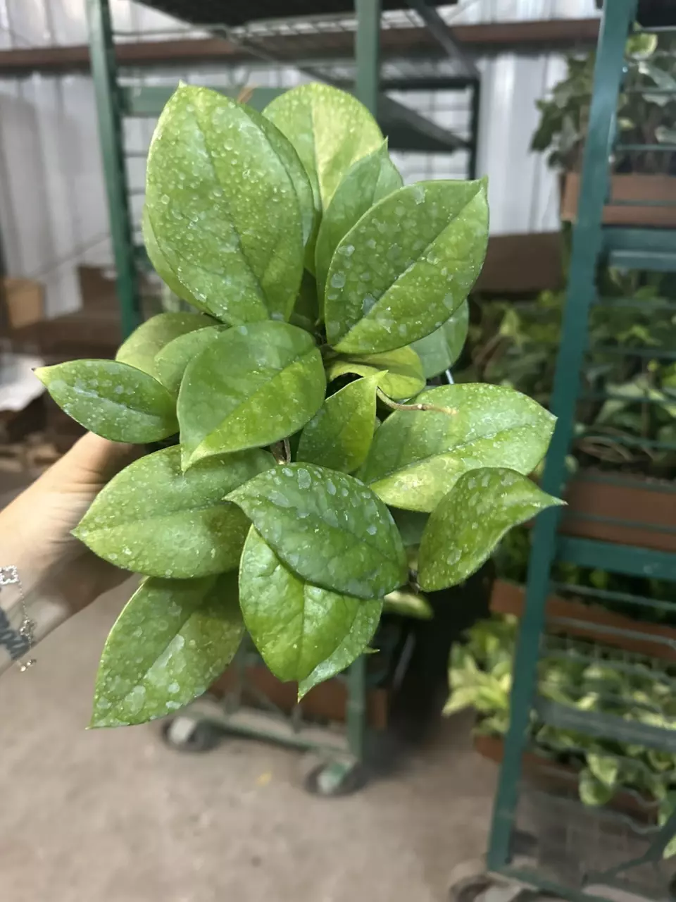 plant/6” Hoya fungi-0