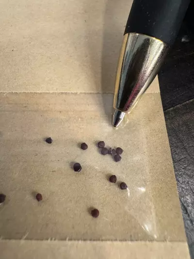 plant/SEEDS 20 - Gymnocalycium Denudatum cv Kiomaru-1-thumbnail