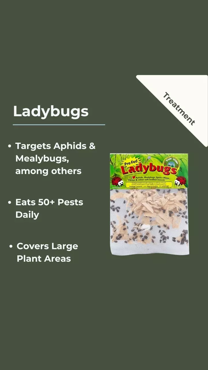 plant/Ladybugs - Aphids-0