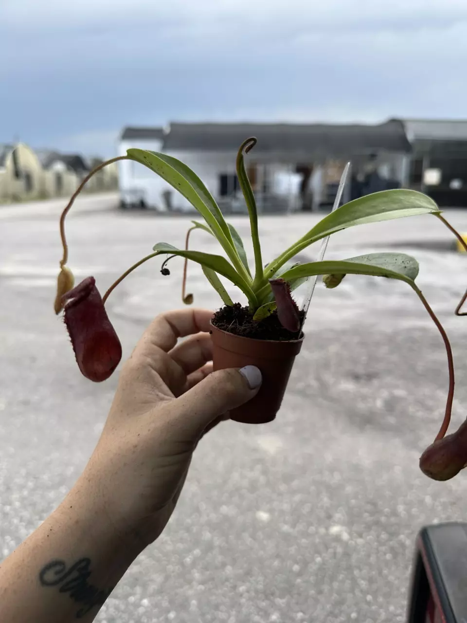 plant/2” nepenthes-0