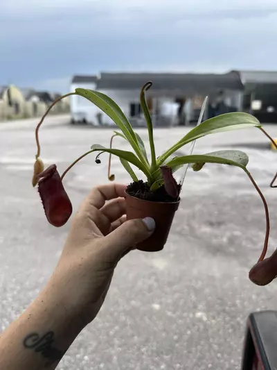 plant/2” nepenthes-0-thumbnail