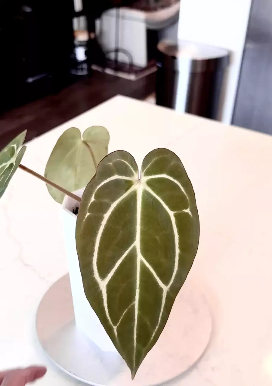 plant/Anthurium Carlablackiae Long Super Dark with Minimal Veins-0