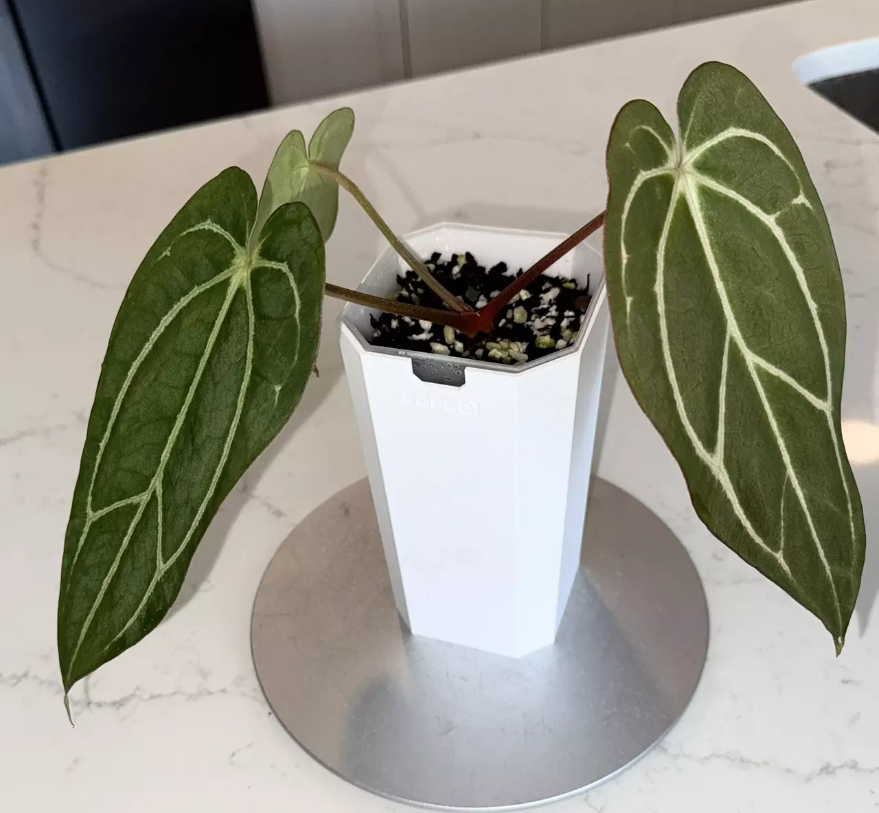 plant/Anthurium Carlablackiae Long Super Dark with Minimal Veins-1