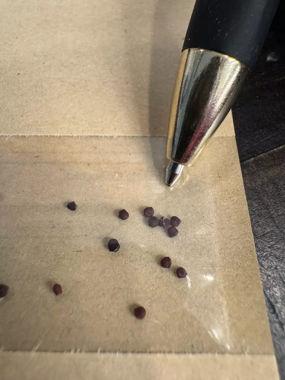 plant/SEEDS 10 - GYMNOCALYCIUM DENUDATUM CV KIOMARU-1