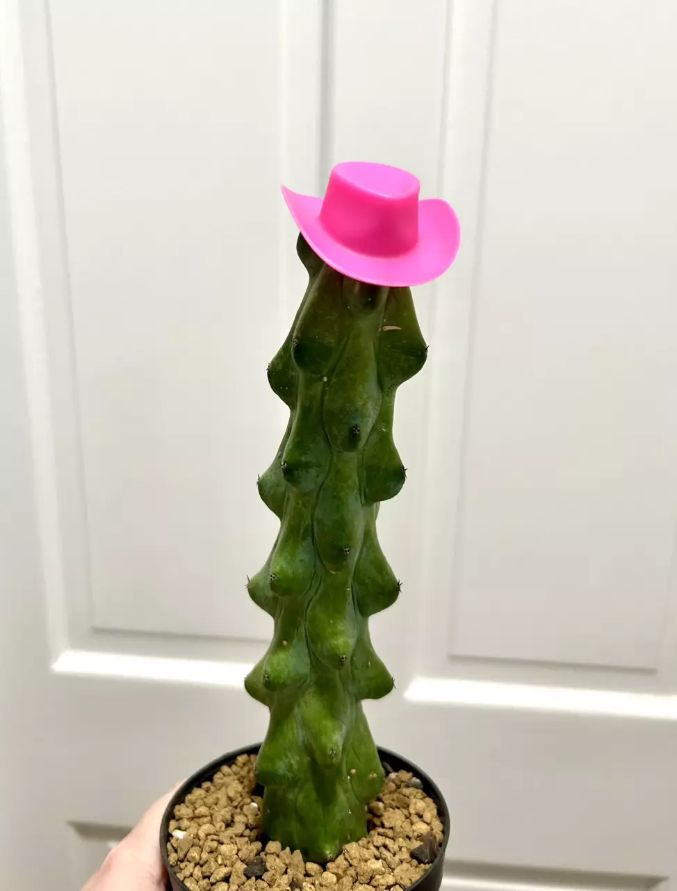 plant/Pink cowgirl hat (cactus not included)-0