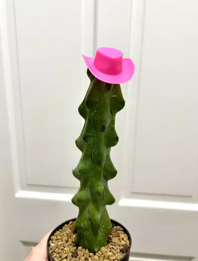 plant/Pink cowgirl hat (cactus not included)-0-thumbnail