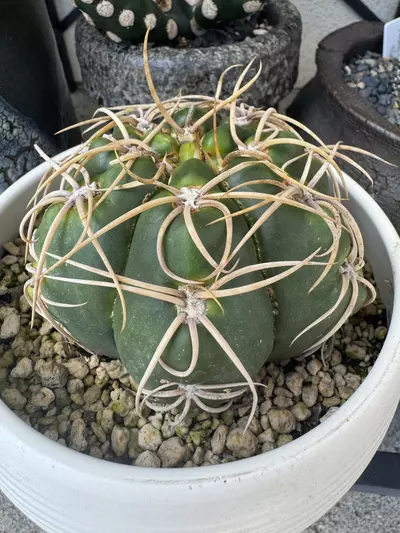 plant/SEEDS 20 - Gymnocalycium Denudatum cv Kiomaru-0-thumbnail