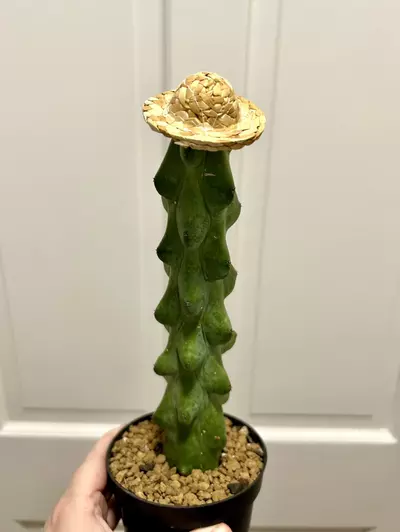 plant/Straw hat (cactus not included)-0-thumbnail