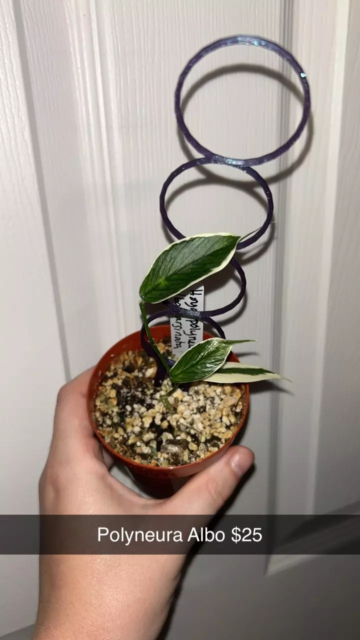 plant/Hoya Polyneura Albo-0