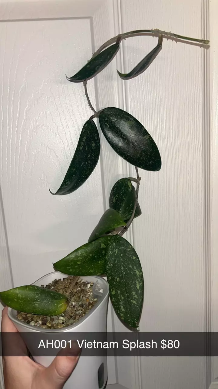 plant/Hoya AH001 Vietnam Splash-0