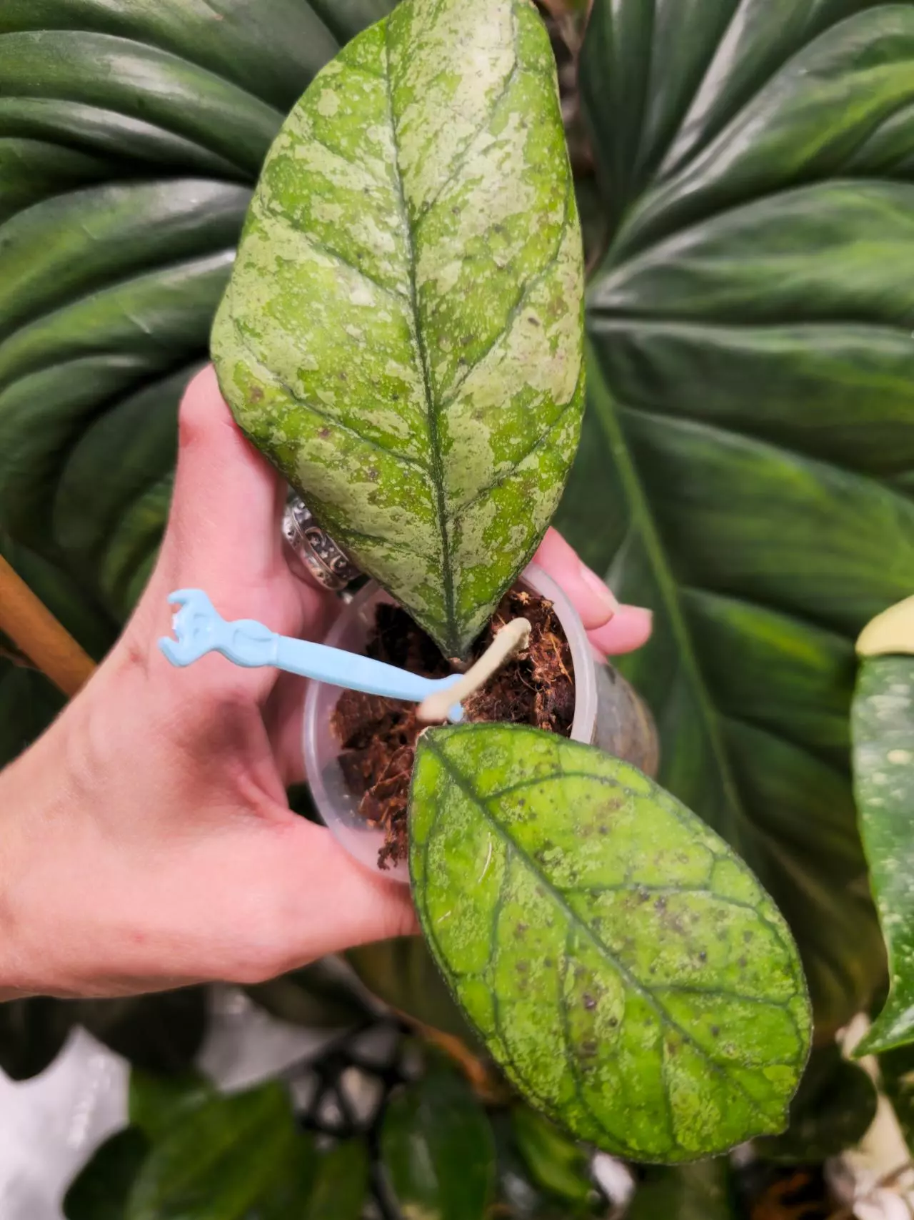 plant/💫Hoya AH0001, splash, well rooted, uncommon-1