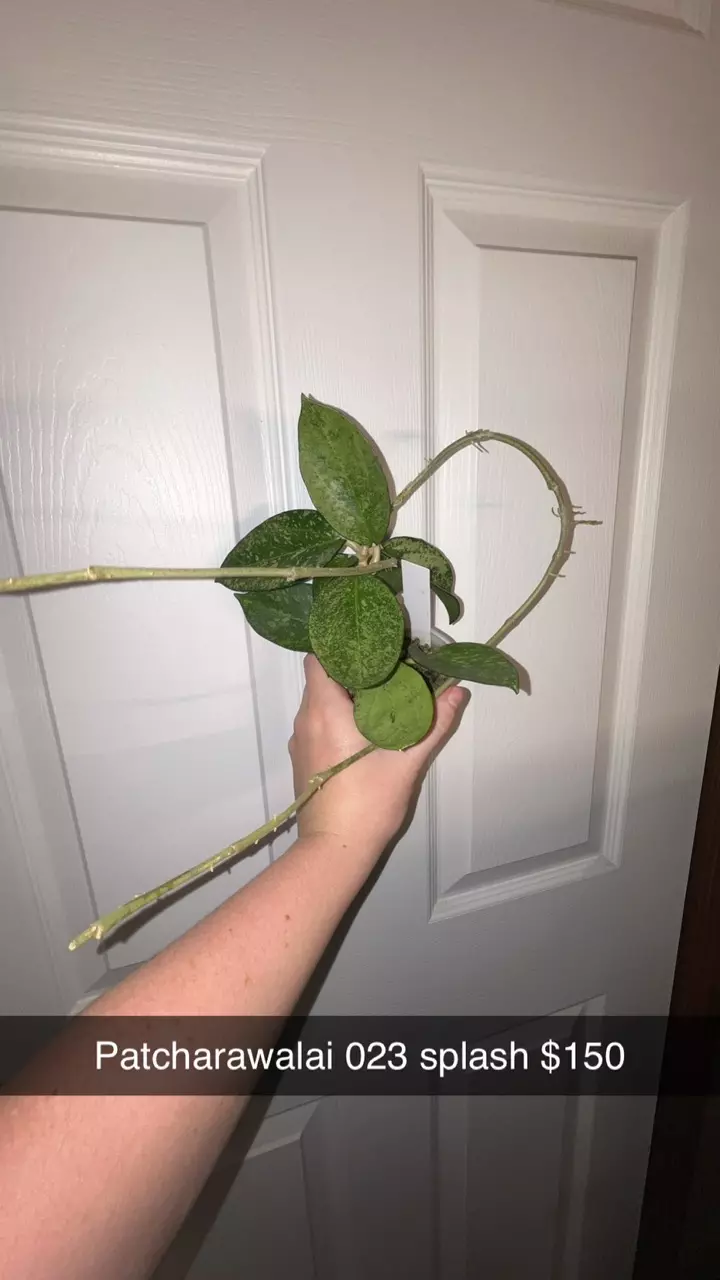 plant/Hoya Patcharawalai 023 Splash 💦-0