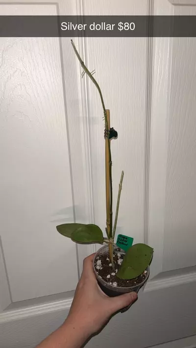 plant/Hoya Silver Dollar-1-thumbnail