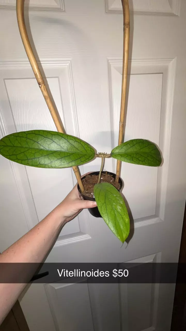 plant/Hoya Vitellinoides-0