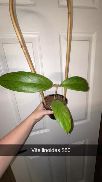plant/Hoya Vitellinoides-0-thumbnail