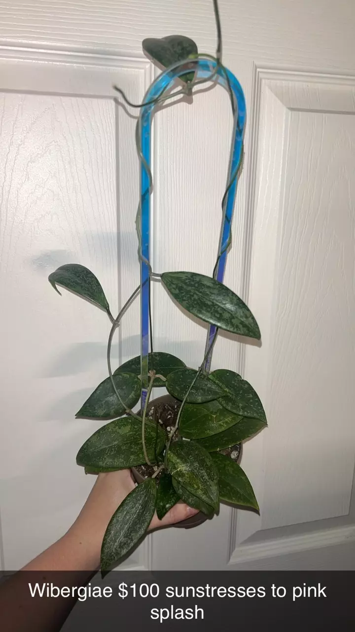 plant/Hoya Wibergiae-0
