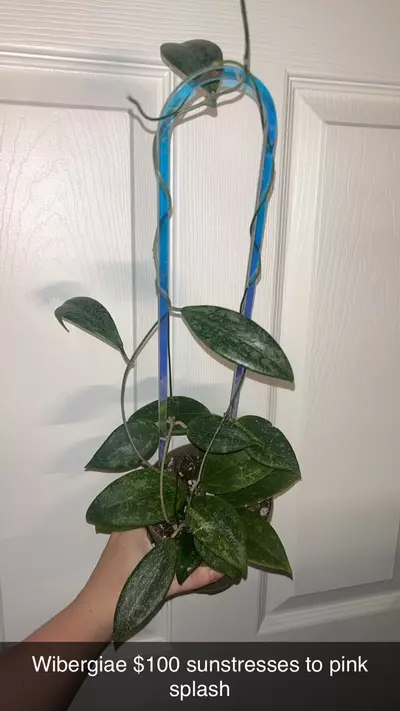 plant/Hoya Wibergiae-0-thumbnail