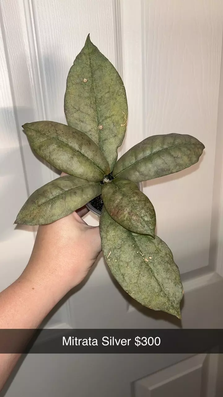 plant/Hoya Mitrata Silver-0