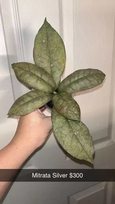 plant/Hoya Mitrata Silver-0-thumbnail