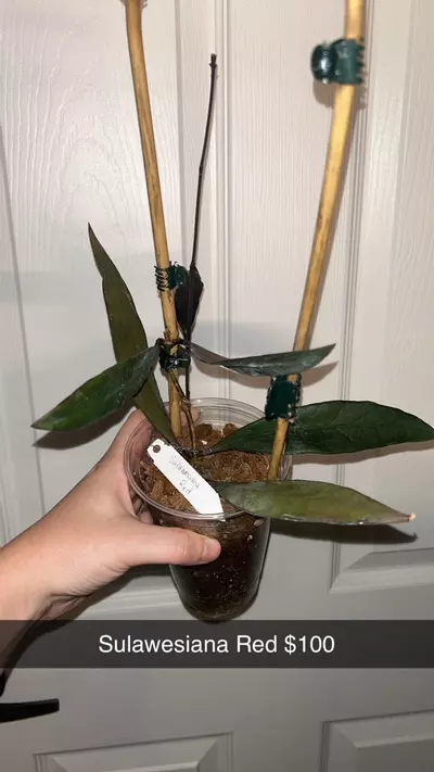 plant/Hoya Sulawesiana Red-0-thumbnail