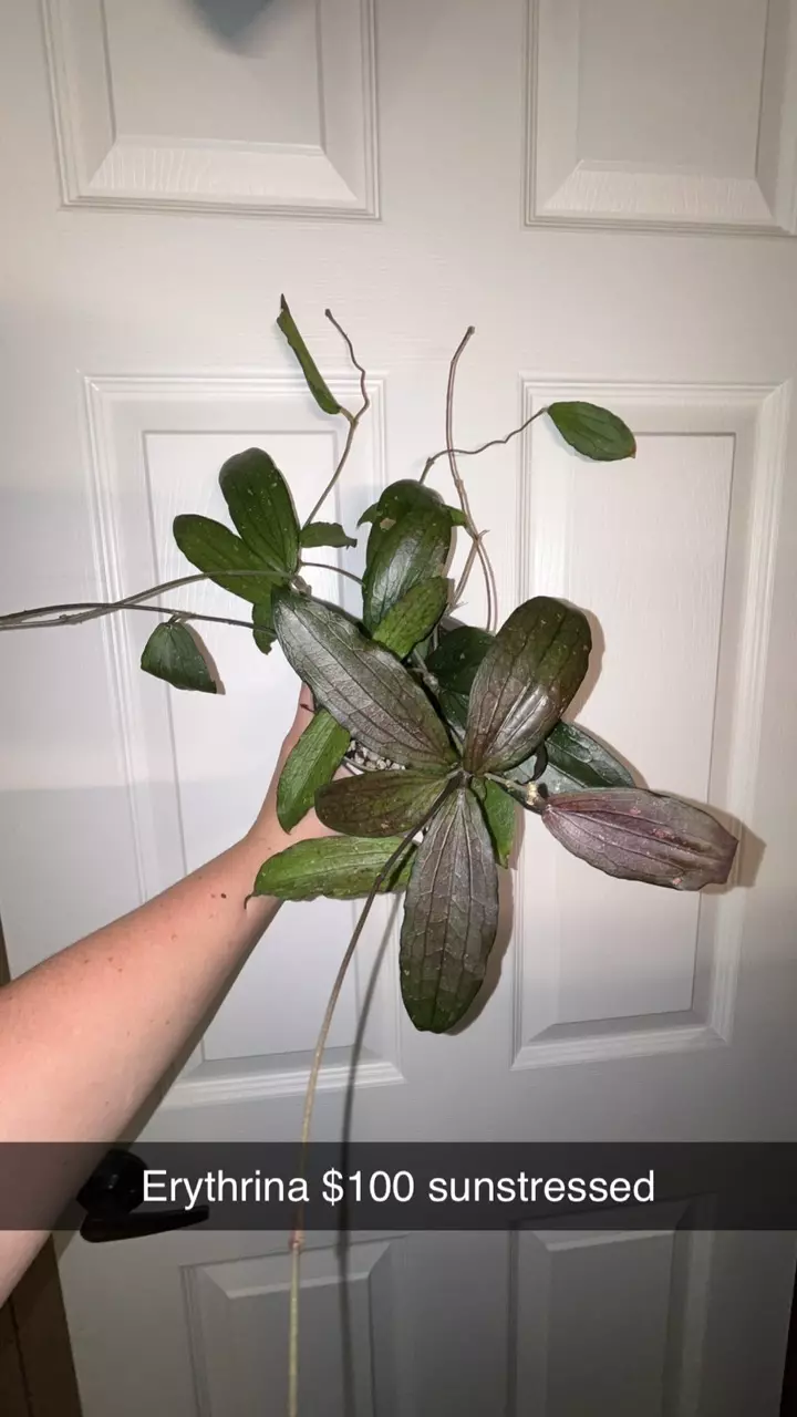 plant/Hoya Erythrina sunstressed-0