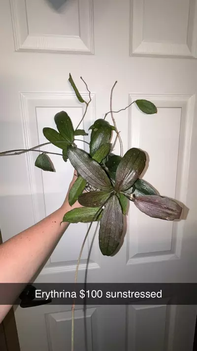 plant/Hoya Erythrina sunstressed-0-thumbnail