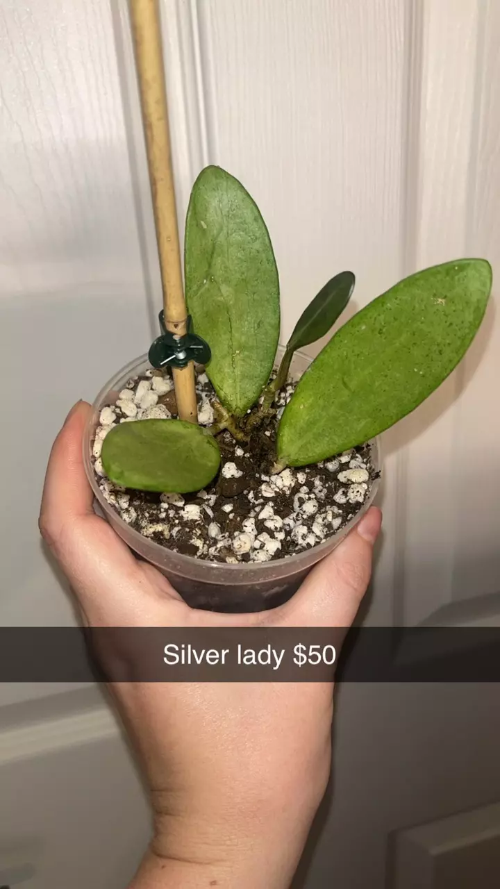 plant/Hoya Silver Lady-0