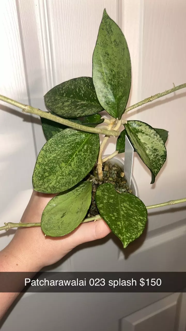 plant/Hoya Patcharawalai 023 Splash 💦-1